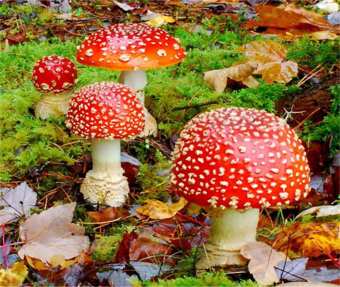 फ्लाई agaric के बारे में पहेलियों