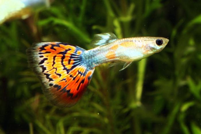 मछलीघर मछली guppies के लिए देखभाल