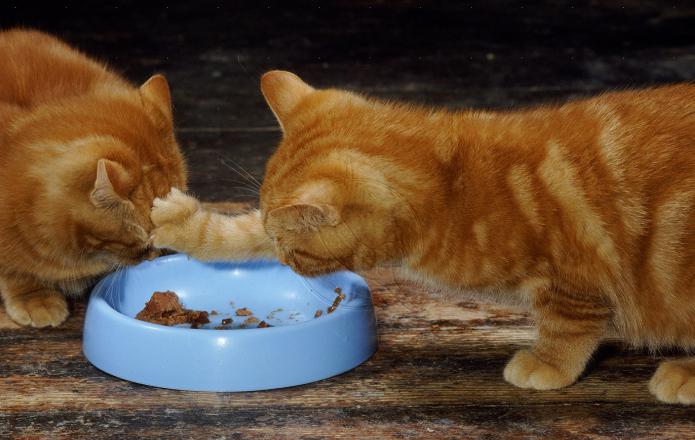 प्रीमियम बिल्ली के बच्चे के लिए फ़ीड: सूखा या गीला? एक बिल्ली का बच्चा के लिए सबसे अच्छा भोजन क्या है?