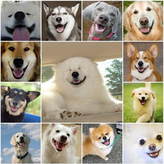 कुत्तों मुस्कान