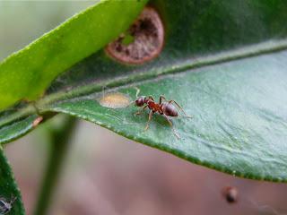 बगीचे में चींटियों के साथ लड़ाई, या बिना खुलने वाले मेहमानों से छुटकारा पाने के तरीके