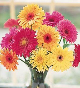 बीज से बढ़ते gerbera