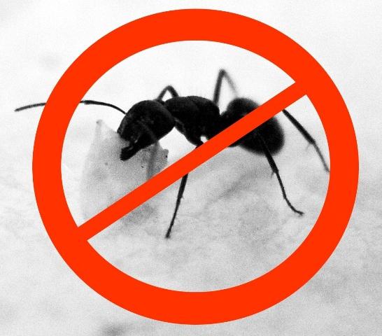 स्नान में चींटियों से छुटकारा पाने के लिए कैसे? एक समाधान है!