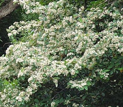 आम cotoneaster