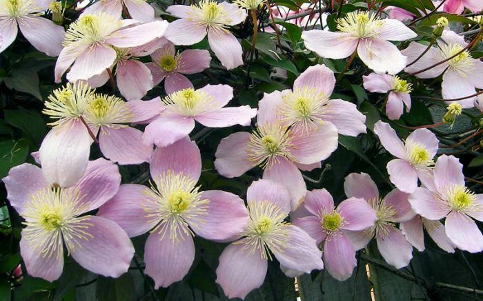 Clematis पहाड़ गुलाबी: रोपण और देखभाल, समीक्षा, तस्वीरें