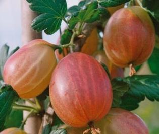 Gooseberries: शरद ऋतु और उचित देखभाल में छंटाई