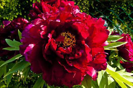 Peony Red Magic आपके बगीचे के लिए सबसे अच्छा विकल्प है