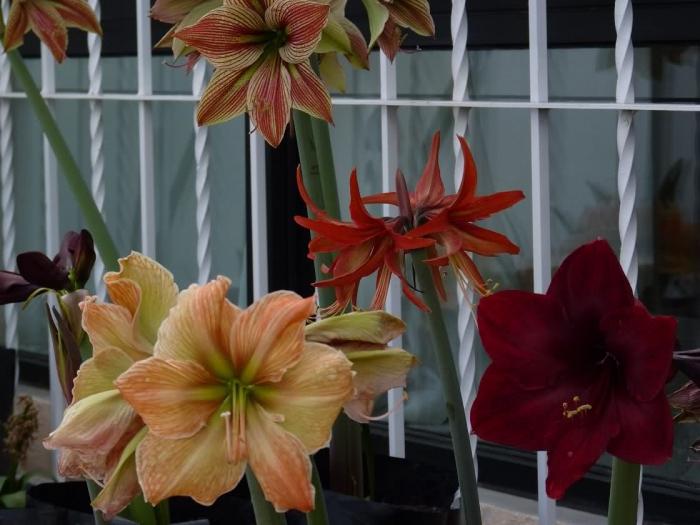 क्यों नहीं फूल hippeastrum और यह कैसे से निपटने के लिए