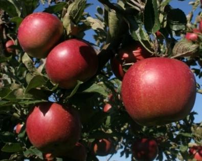 शरद ऋतु में सेब के पेड़ लगाते हैं: माली के लिए युक्तियाँ