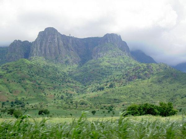 वायलेट जन्मस्थान पौधों