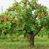 बागवानी का रहस्य: शरद ऋतु में सेब टॉप ड्रेसिंग