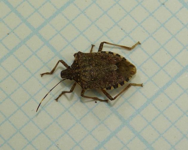 क्यों एक bedbug सपना करता है? चिंता होगी