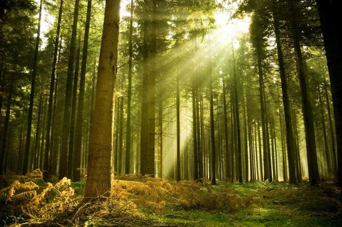 ड्रीम व्याख्या: वन का सपना क्या है?