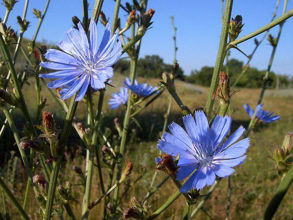 Chicory से खाकी