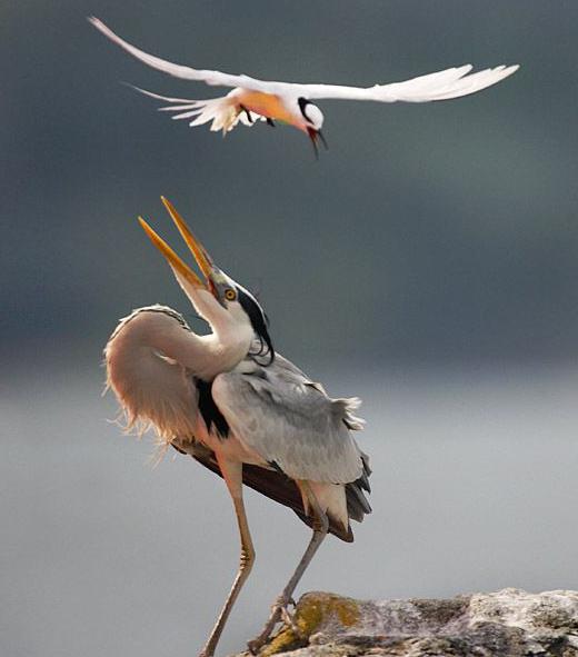 egret की पक्षी