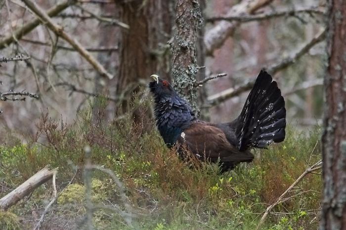 पक्षी capercaillie विवरण