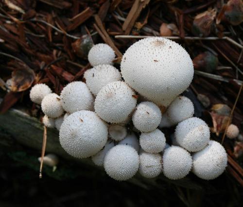 Puffball मशरूम। क्या वह खाद्य है?