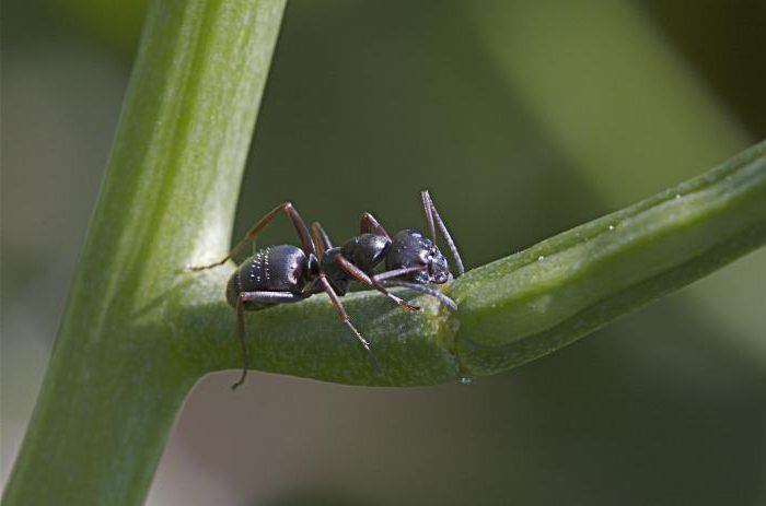 लासियस निगगा