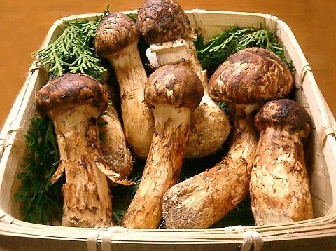 Matsutake