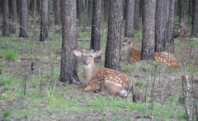 रूस में सबसे अच्छे चिड़ियाघर: समीक्षा, विशेषताएं और समीक्षा