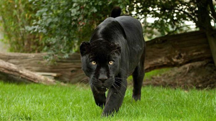 रहस्यमय जंगली बिल्ली - काली जगुआर: विवरण, निवास