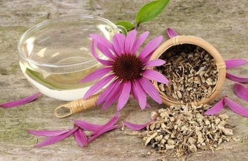 फूल - echinacea। उपचार गुण