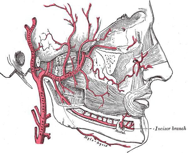 मंडैलर अस्थिभंग पार्श्व pterygoid पेशी