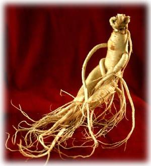 ginseng का टिंचर